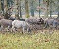 anholter schweiz 2021 anholter schweiz 2021