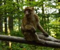 Bodensee-2015-196 Bodensee-2015-196