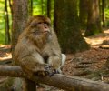 Bodensee-2015-215 Bodensee-2015-215