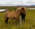 Island-2017-635 Island-2017-635
