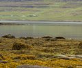 Island-2018-110 Island-2018-110
