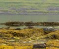 Island-2018-111 Island-2018-111