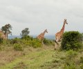 kenia 2011 kenia 2011