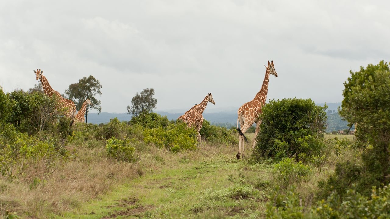 kenia 2011