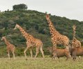 kenia 2011 kenia 2011