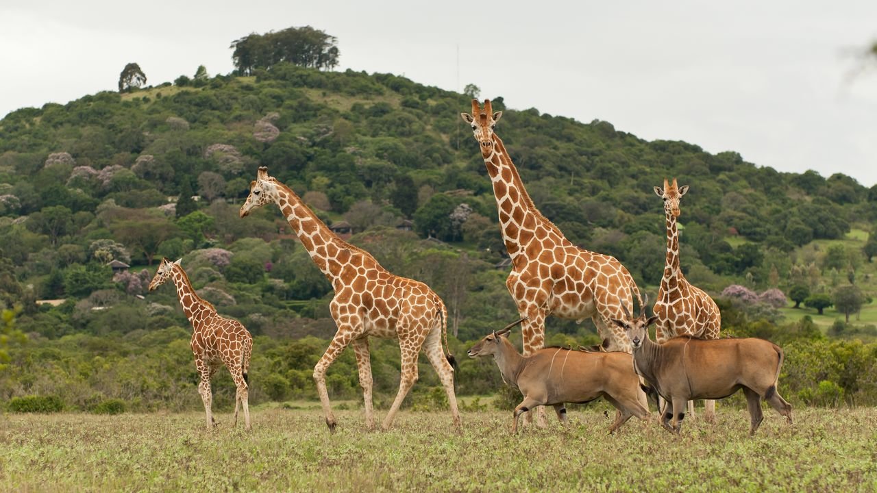 kenia 2011 kenia 2011