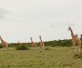 kenia 2011 kenia 2011