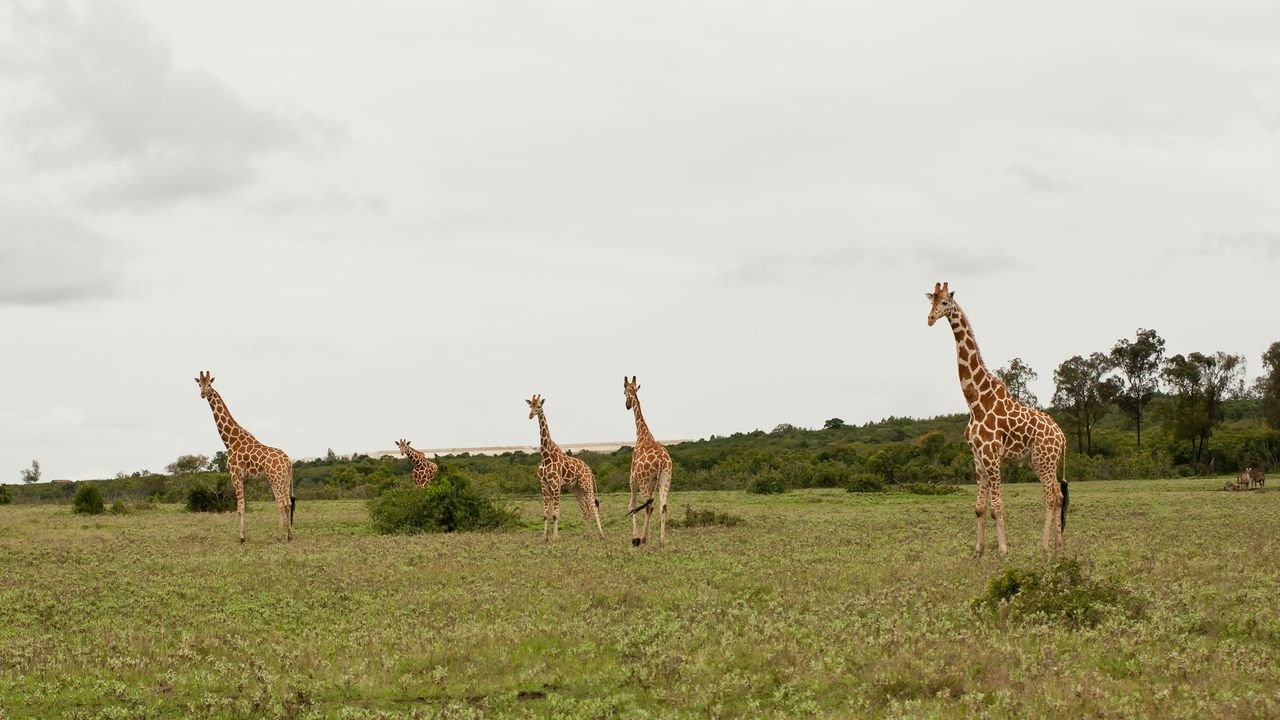 kenia 2011 kenia 2011