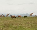 kenia 2011