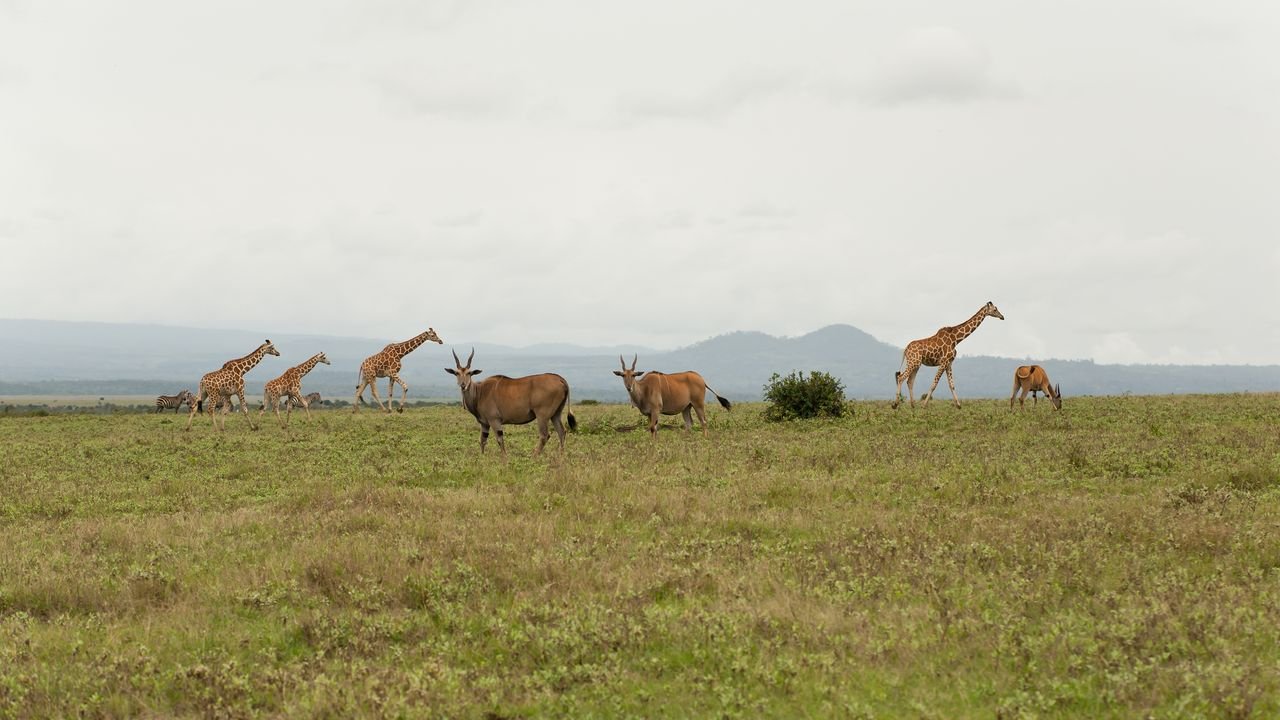 kenia 2011
