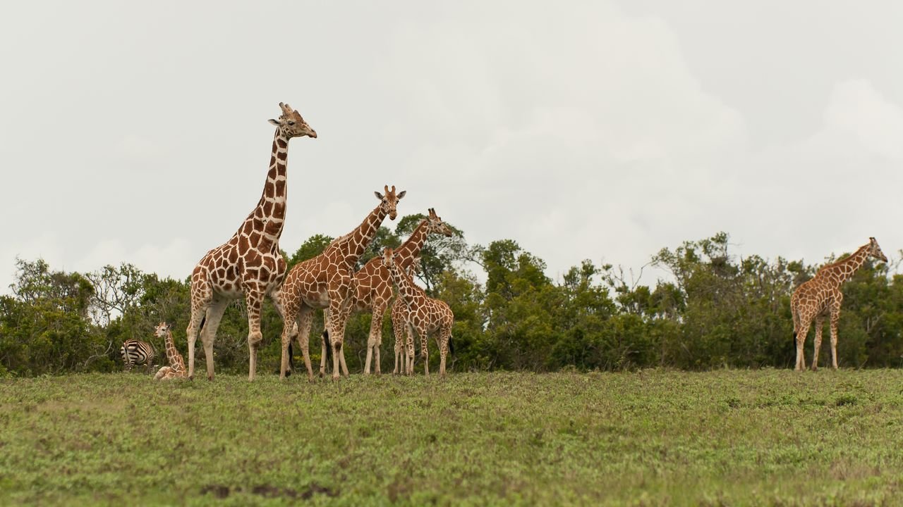 kenia 2011 kenia 2011