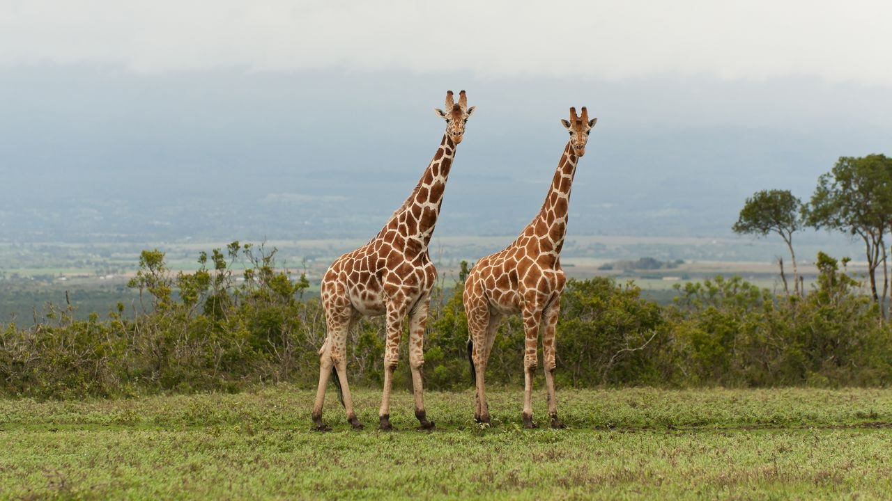 kenia 2011 kenia 2011