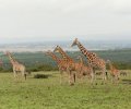 kenia 2011