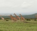 kenia 2011 kenia 2011