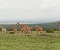 kenia 2011 kenia 2011