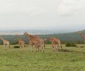 kenia 2011