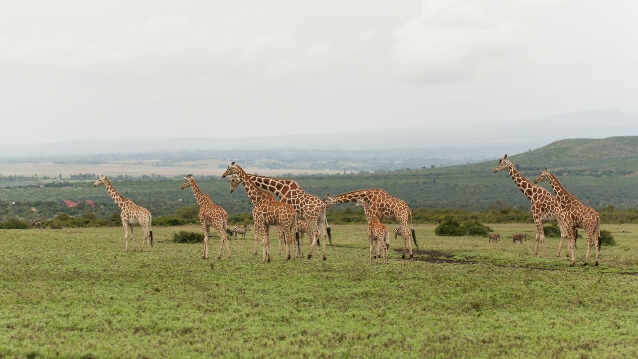 kenia 2011 kenia 2011