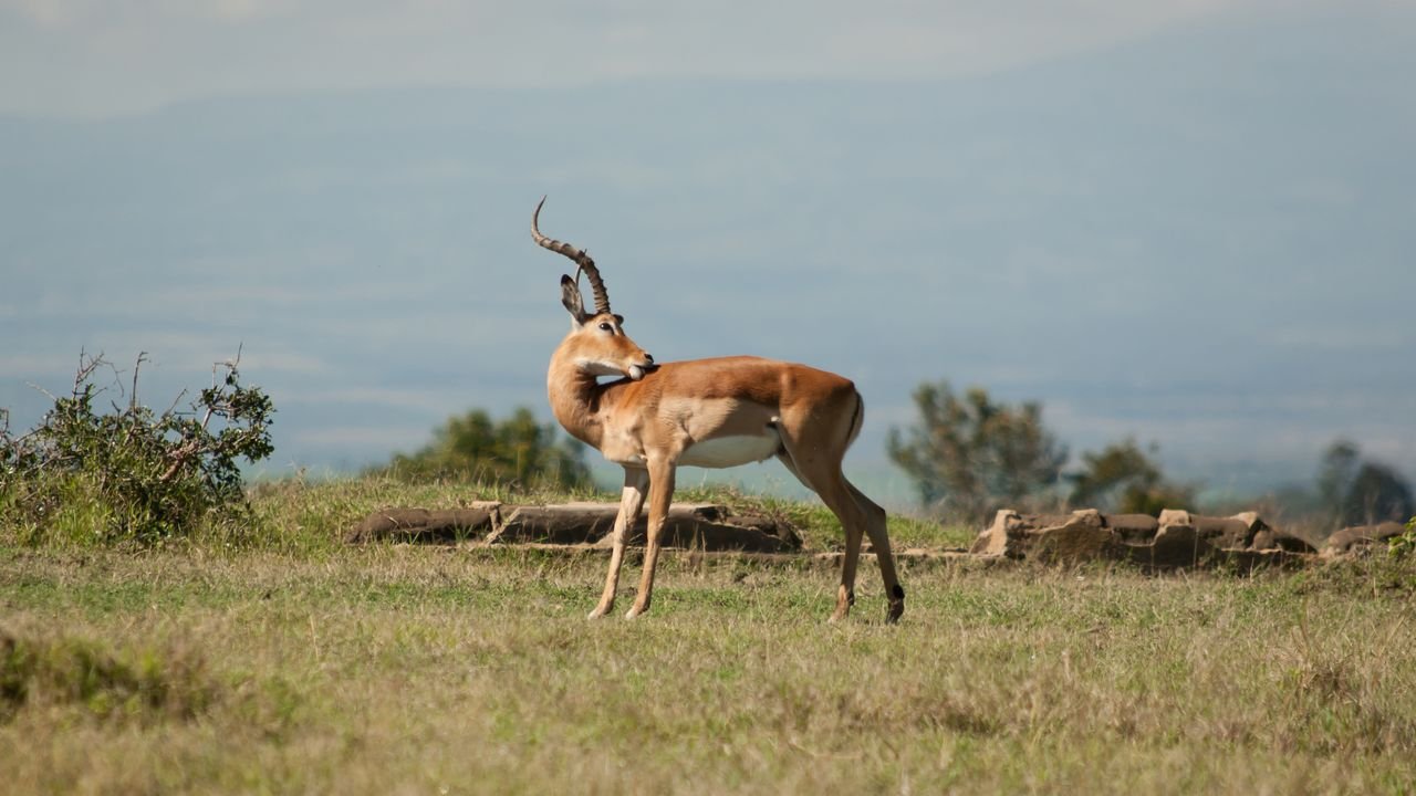 kenia 2011