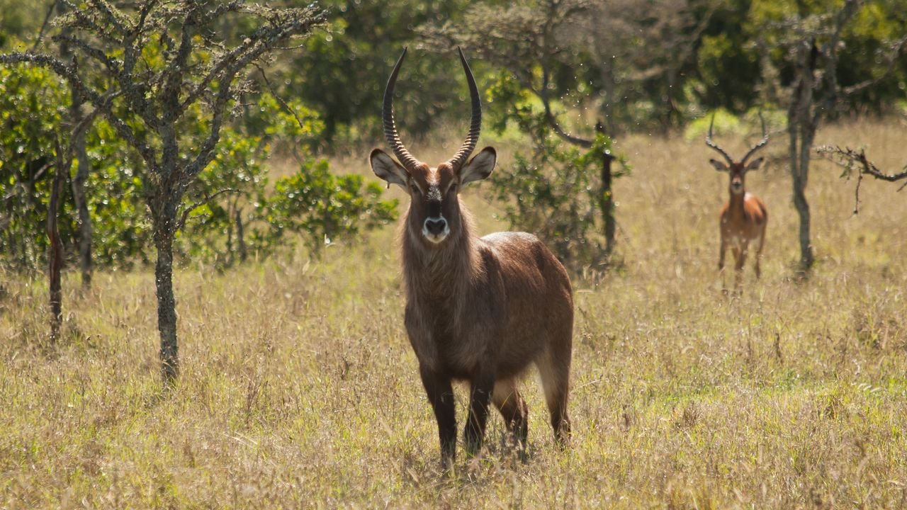 kenia 2011