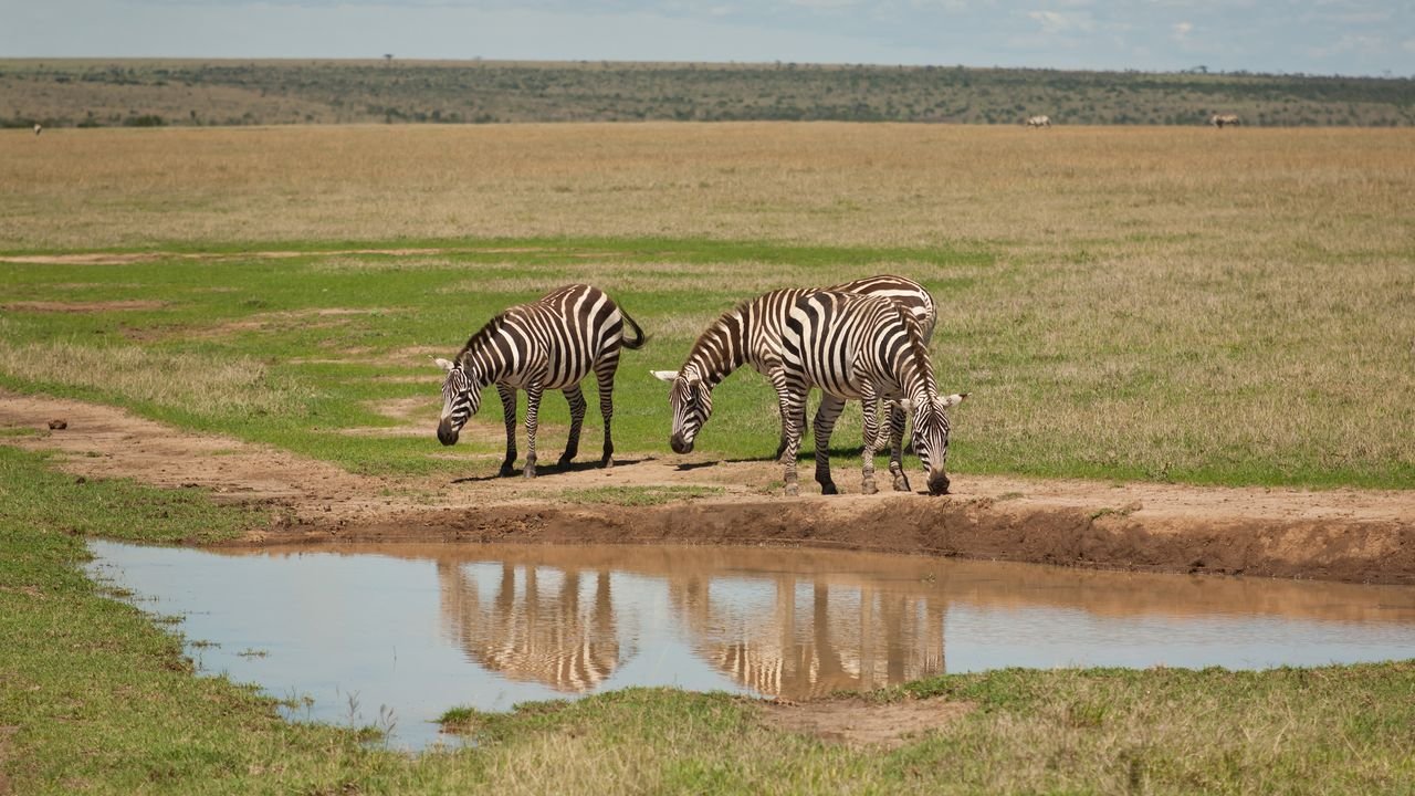 kenia 2011