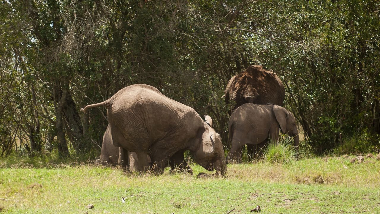 kenia 2011