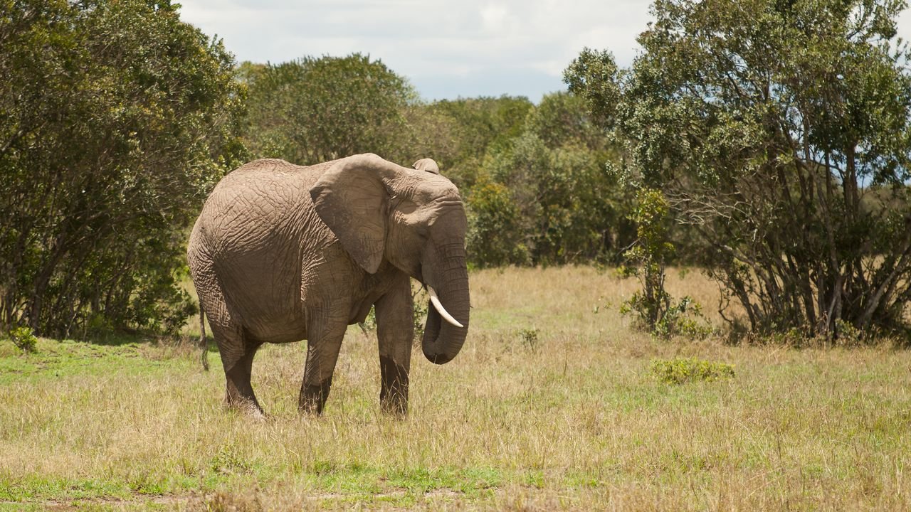 kenia 2011 kenia 2011