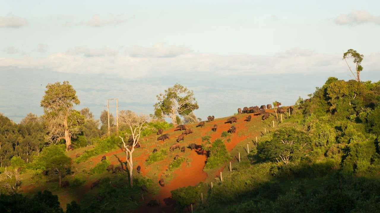 kenia 2011