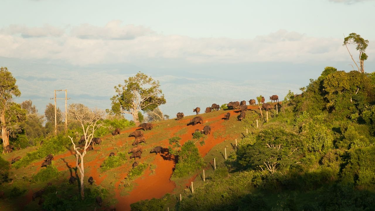 kenia 2011