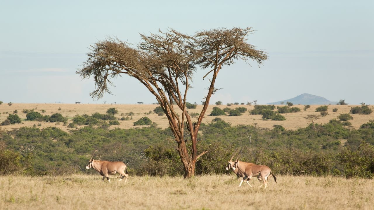 kenia 2011