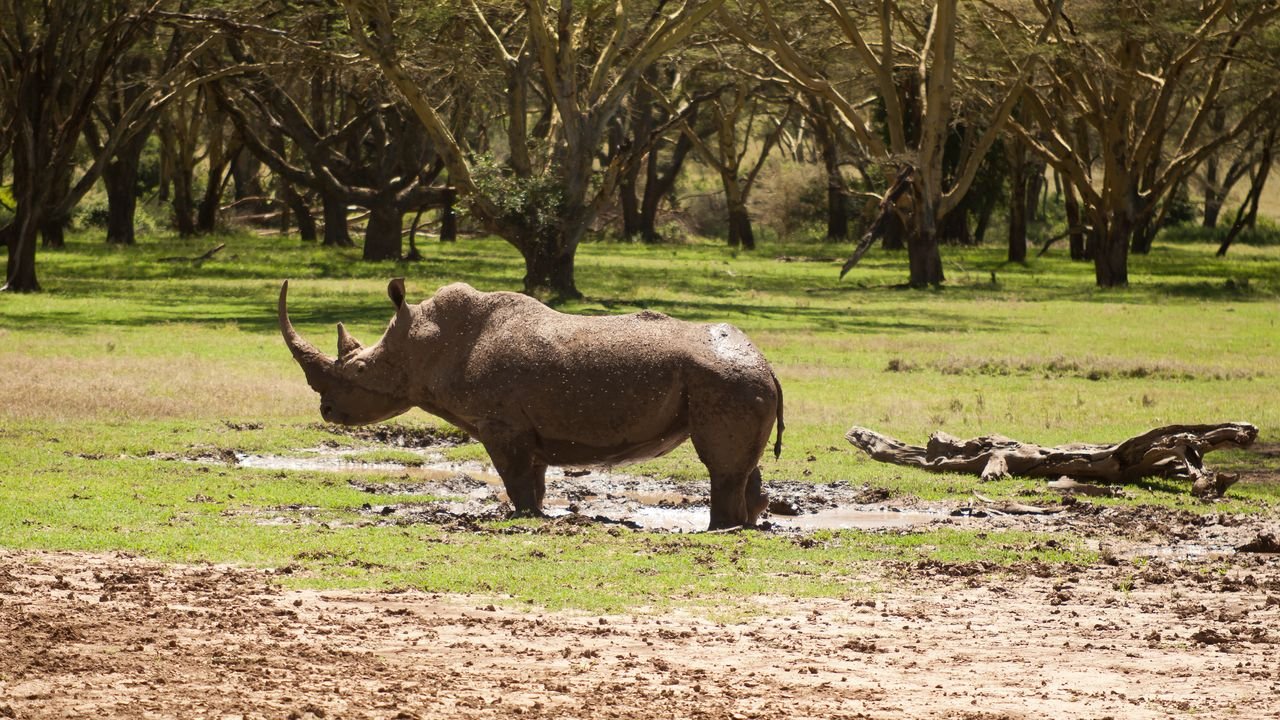 kenia 2011