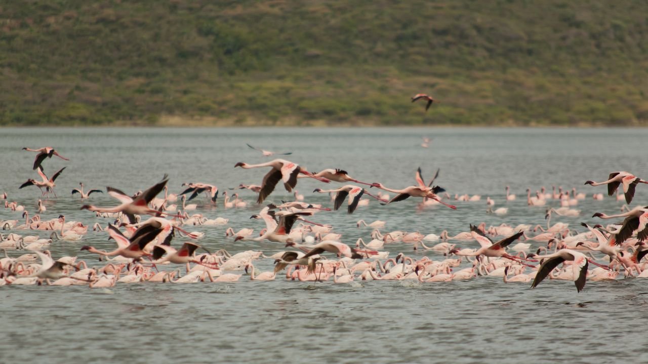 kenia 2011