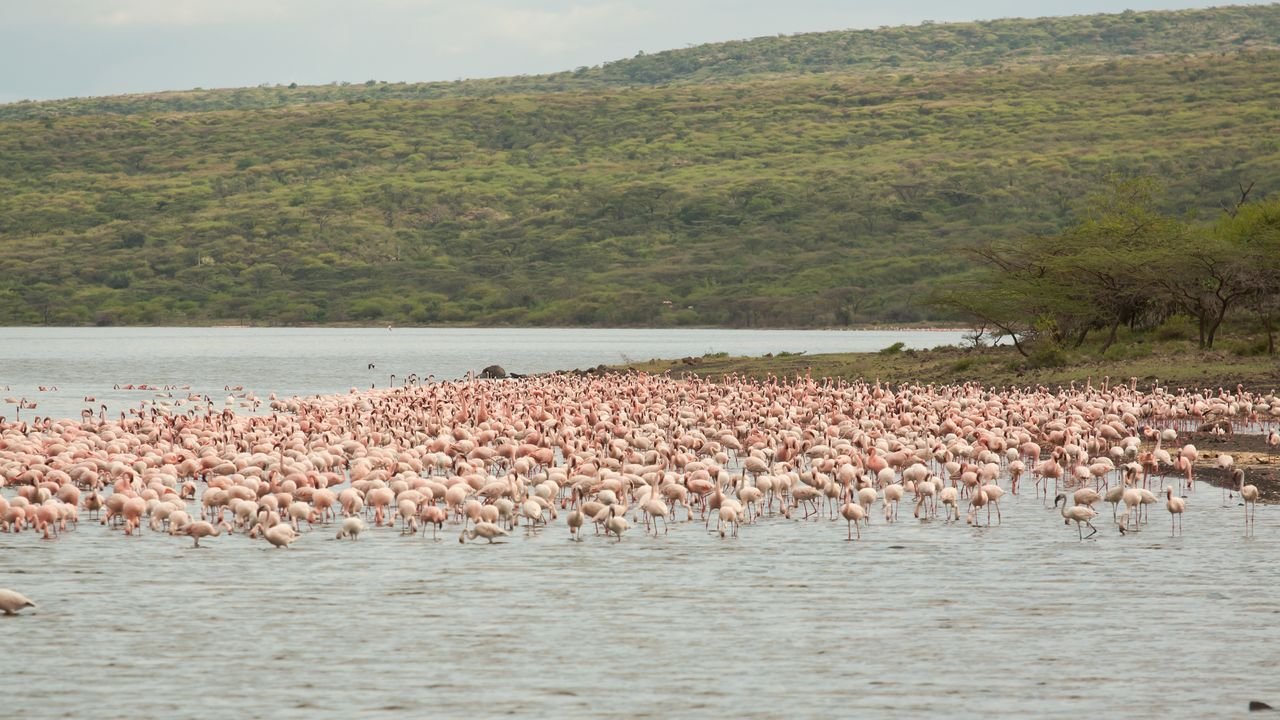 kenia 2011