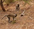 kenia-2014-049 kenia-2014-049