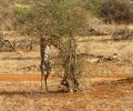 kenia-2014-069 kenia-2014-069