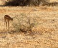 kenia-2014-070 kenia-2014-070