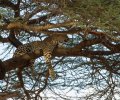 kenia-2014-071 kenia-2014-071
