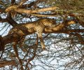kenia-2014-072 kenia-2014-072