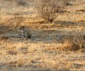 kenia-2014-078 kenia-2014-078