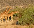 kenia-2014-083 kenia-2014-083