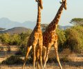 kenia-2014-084 kenia-2014-084