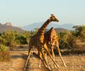 kenia-2014-086 kenia-2014-086