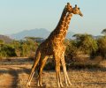 kenia-2014-087 kenia-2014-087