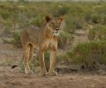 kenia-2014-107 kenia-2014-107