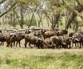 kenia-2014-121 kenia-2014-121