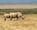 kenia-2014-124 kenia-2014-124