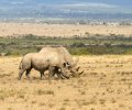 kenia-2014-125 kenia-2014-125
