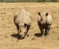 kenia-2014-127 kenia-2014-127