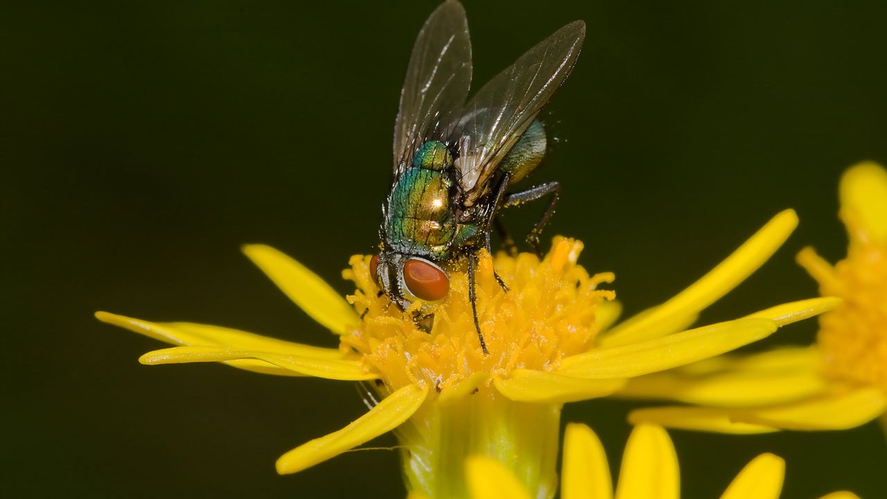 makros-tiere-fliegen-003