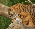 zoo duisburg 2022 zoo duisburg 2022