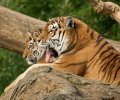 zoo duisburg 2022 zoo duisburg 2022